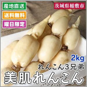 れんこん 美肌れんこん 2kg箱 茨城県霞ケ浦 れんこん3兄弟