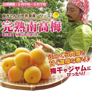南高梅 完熟 5kg 和歌山県産 産地直送