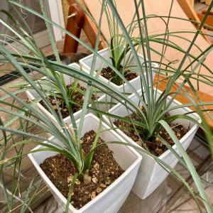 ダシリリオン ロンギシマム（2） ドライガーデン かっこいい