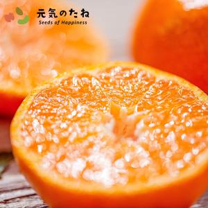 まどんな みかん 愛媛 松山まどんな 5kg 訳あり お歳暮 贈り物 果物 フルーツ 元気のたね