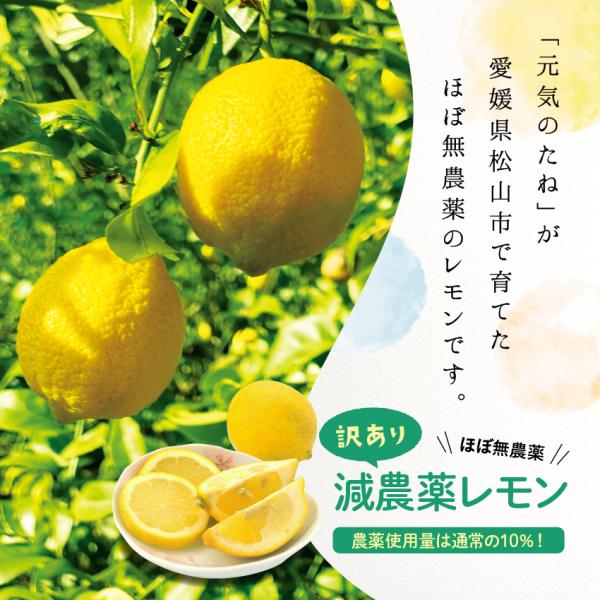 国産レモン ほぼ 無農薬 レモン 2kg 国産 れもん 愛媛県産 減農薬 自家栽培 訳あり 元気のた...