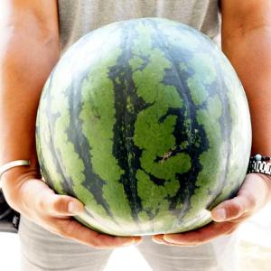 すいか 特大 ジャンボ 1玉 10kg 以上 訳あり スイ...