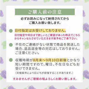 【岡山県産】オーロラブラック(2房 約1kg)...の詳細画像1