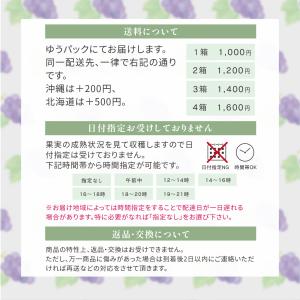 【岡山県産】オーロラブラック(2房 約1kg)...の詳細画像2