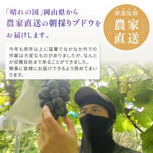 【岡山県産】オーロラブラック(2房 約1kg)...の詳細画像3