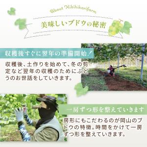 【岡山県産】オーロラブラック(2房 約1kg)...の詳細画像4