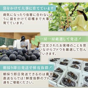 【岡山県産】オーロラブラック(2房 約1kg)...の詳細画像5