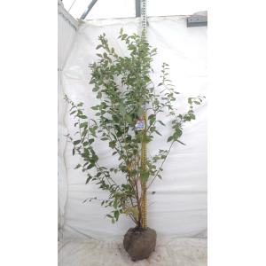 大株 ブルーベリー オニール 1.5m 根巻き苗