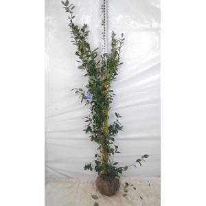 大株 ブルーベリー ミスティ 1.2m 根巻き苗