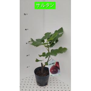 LSU Candy苗　いちじく苗　イチジク苗 LSU Candy苗 いちじく苗 イチジク苗 苗木・植木