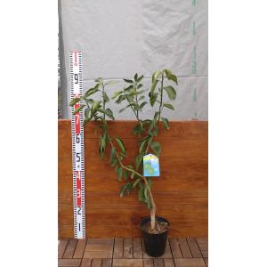 グミ苗木 夏グミ（ナツグミ）9cmポット苗 : 植物・園芸専門店 花育通販