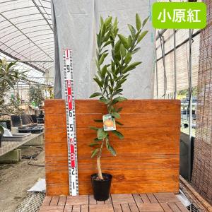 3754⭐️スペシャル超小輪⭐️チビチビ⭐️ダーク系⭐️広瀬園芸⭐️ 園芸ネット本店｜種（タネ）:花の種 ハ行 の商品一覧 【公式】