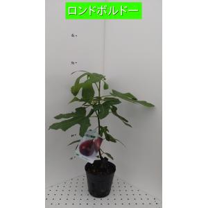 イチジク　ロンドボーデックス　15cmポット苗