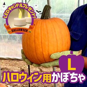 ハロウィン用かぼちゃ　Lサイズ（直径22〜26cm、重量6kg前後）LEDキャンドル1個つき（送料込み）