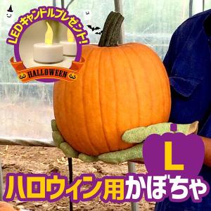 ハロウィン用かぼちゃ　Lサイズ（直径22〜26cm、重量6kg前後）LEDキャンドル1個つき（）