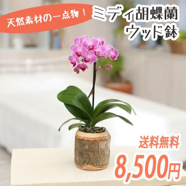 椎名洋ラン園のミディ胡蝶蘭１本立「ウッド鉢」