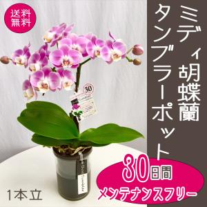 母の日 Mother's Day 胡蝶蘭【マザーチーク】5号鉢 2本立ち 陶器鉢