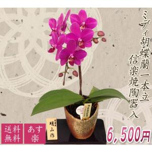 ミディ胡蝶蘭信楽焼陶器入り1本立｜kihana-shop