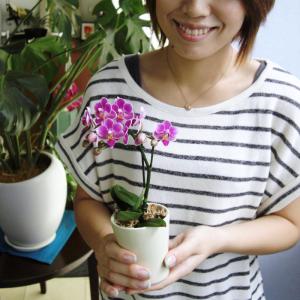 母の日 Mother's Day 胡蝶蘭【マザーチーク】5号鉢 2本立ち 陶器鉢