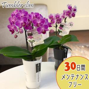 世界ラン展多数受賞!椎名洋ラン園のミディ胡蝶蘭タンブラーポット