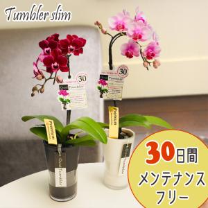 ミディ胡蝶蘭⭐️マザーチーク２鉢４本立ち⭐️5号鉢2Lサイズ 母の日 Mother's Day 胡蝶蘭【マザーチーク】5号鉢 2本立ち 陶器鉢