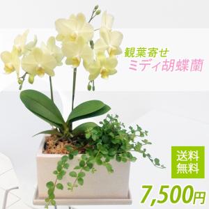 観葉寄せミディ黄色2本立オリジナル陶器鉢(パルテノ鉢)｜kihana-shop
