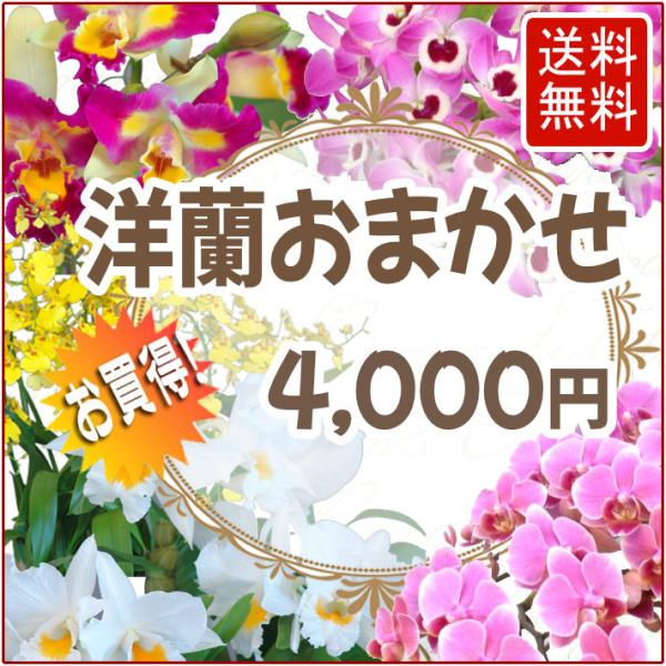 洋蘭おまかせ4,000円