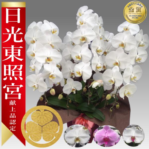 胡蝶蘭 大輪 5本立ち 35,000円 選べる３色 明日贈れる 贈答用 お祝い ギフト お供え　50...