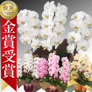 胡蝶蘭ランキング1位　3本立ち　27輪前後　明日贈れる 贈答用 お祝い ギフト お供え