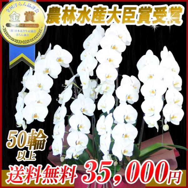 敬老ギフト 胡蝶蘭 大輪 5本立ち 35,000円 選べる３色 明日贈れる 贈答用 お祝い ギフト ...