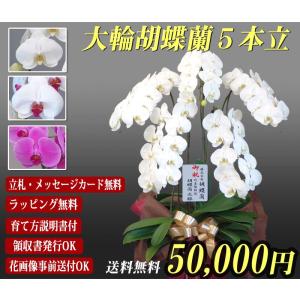 敬老ギフト 胡蝶蘭 大輪 5本立ち 50,000円 選べる３色 明日贈れる 贈答用 お祝い ギフト お供え 60輪前後