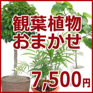 【敬老ギフト】観葉植物おまかせ7,500円｜kihana-shop