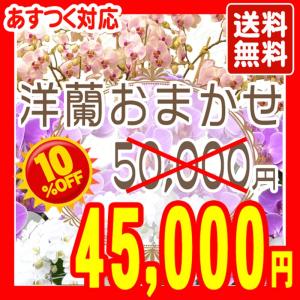 洋蘭おまかせ50,000円｜kihana-shop