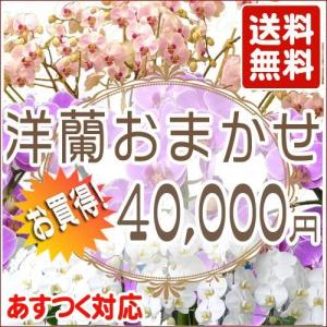 洋蘭おまかせ40,000円の商品画像