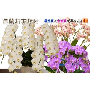 洋蘭おまかせ40,000円の詳細画像2