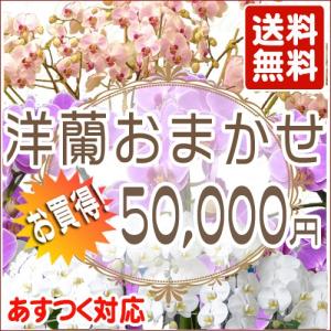 父の日 お中元 洋蘭おまかせ50,000円