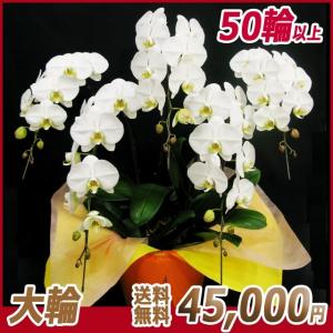 胡蝶蘭（コチョウラン）　大輪 白 5本立 50輪前後　１５｜kihana-shop