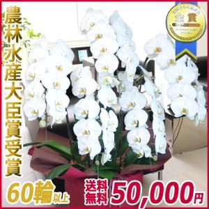 胡蝶蘭(コチョウラン) 大輪 白 5本立 60輪...の商品画像