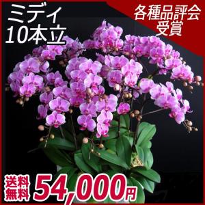 胡蝶蘭（コチョウラン）　ミディ ピンク 10本立　２２