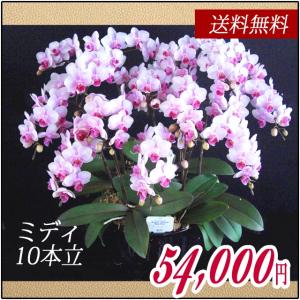 胡蝶蘭（コチョウラン）　ミディ ピンク 10本立　２６