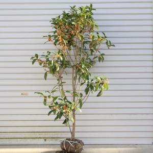 キンモクセイ 盆栽の商品一覧 通販 Yahoo ショッピング