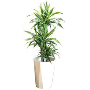 ドラセナワーネッキー 花 ガーデニング の商品一覧 通販 Yahoo ショッピング