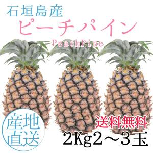 【６月下旬〜８月下旬の収穫期間内での発送】ギフト 沖縄 石垣島産 ピーチパイン 2kg 2〜3玉 沖縄 お土産 フルーツギフト