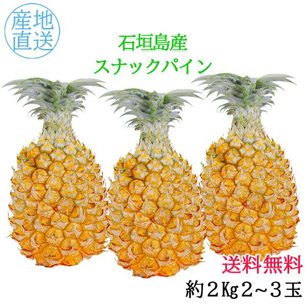 沖縄 石垣島産 スナックパイン 2kg 2〜3玉 フルーツギフト パイナップル