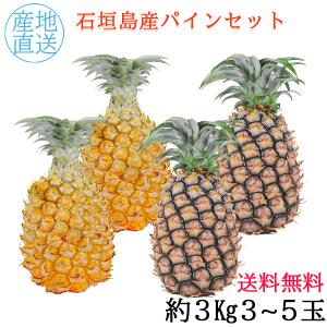 沖縄 石垣島産パイン 2種セット 3kg 3〜5玉 フルーツギフト