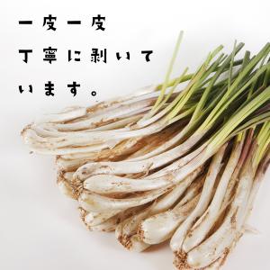 沖縄 島らっきょう ヨシおばぁの手作り 島ら。...の詳細画像4