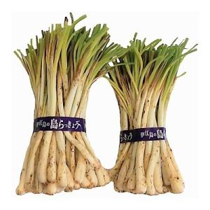 沖縄 島らっきょう 土付き 伊江島産 泥付き 1kgの詳細画像1