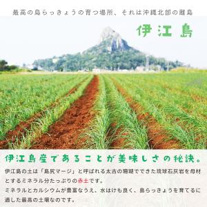 沖縄 島らっきょう 土付き 伊江島産 泥付き 1kgの詳細画像2