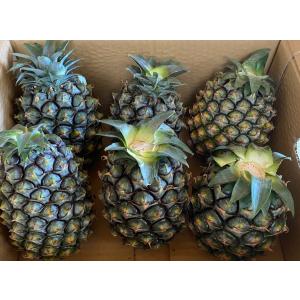 石垣島ゴールドパイン10kg（6〜11玉） 送料無料 : 果物と島野菜