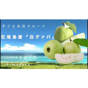 ！石垣島産「白グァバ」1kg 7〜10個